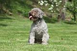 LAGOTTO 041